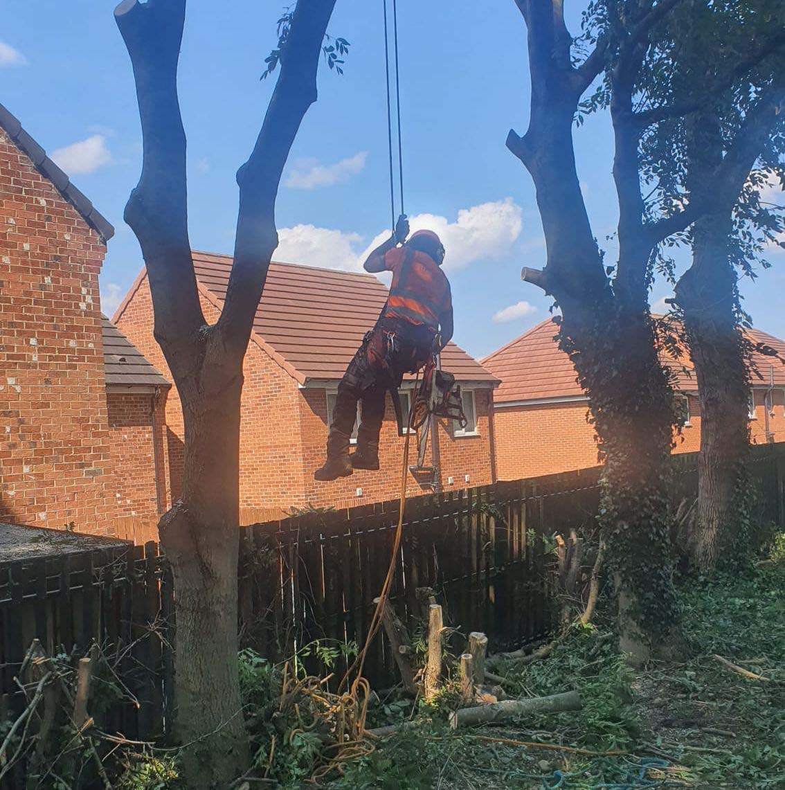 Tree work