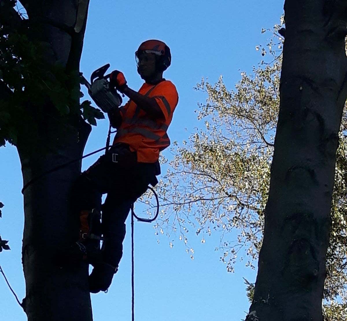 Tree work