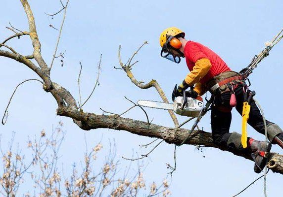 Climbing chopping tree